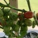 Roma tomatoes on the vine
